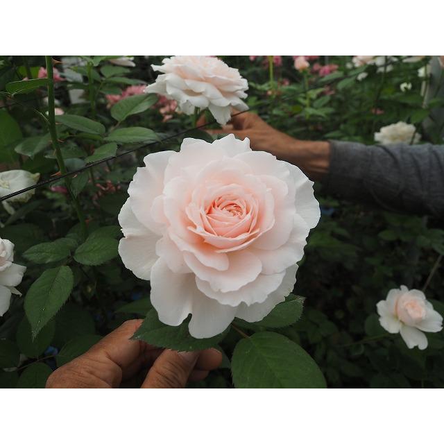 バラ苗 オルフィーク4号 強香 今井清作出 切り花品種接ぎ木（植え替え