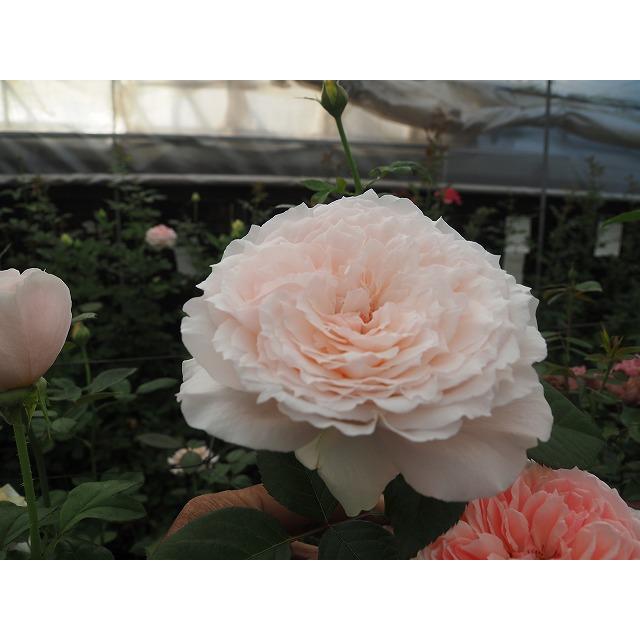 バラ苗 オルフィーク4号 強香 今井清作出 切り花品種接ぎ木（植え替え