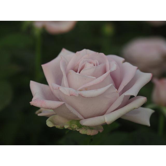 バラ苗 nak7120 矮性品種 とげ少ない 4号接ぎ木（植え替えず11〜4