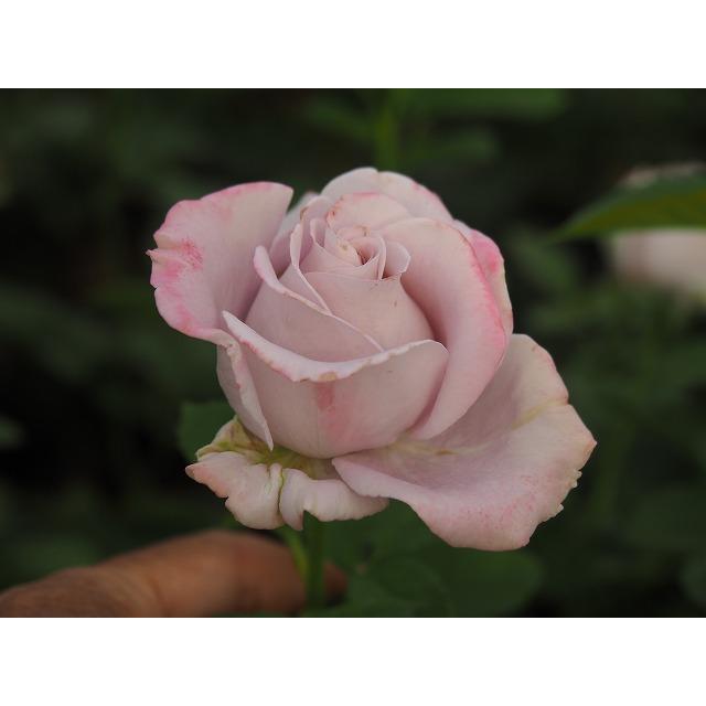 バラ苗 nak7120 矮性品種 とげ少ない 4号切り花品種接ぎ木（植え替え