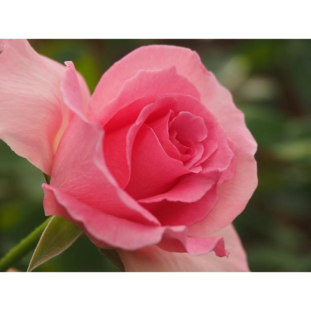 バラ苗 nak7438 4号接ぎ木(植え替えず11〜4月除き3〜4 バラ苗 nak7438 4号接ぎ木(植え替えず11〜4月除き3〜4