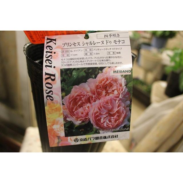 バラ苗 バラ大苗 京成バラ園芸 京成バラ園 プリンセス シャルレーヌ ドゥ モナコ５号超ロングポット Barakeiseipurishadolumot05 森農園ネットショップ 通販 Yahoo ショッピング