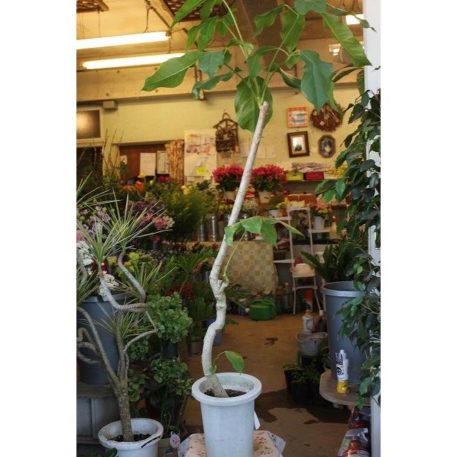 観葉植物 シェフレラ バッサイア曲り仕立て ７号鉢ラッピング込 現品 Batlsaiay77 森農園ネットショップ 通販 Yahoo ショッピング