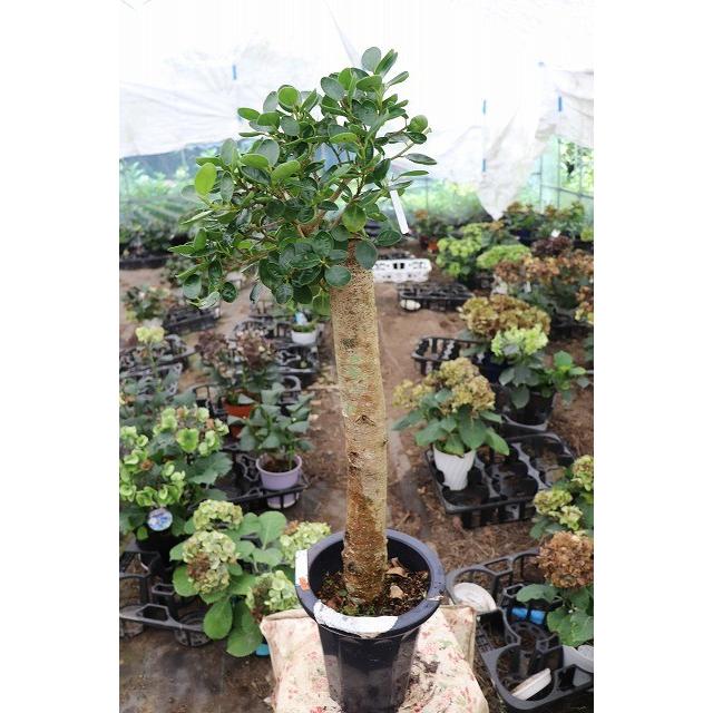 全商品オープニング価格特別価格 観葉植物 ガジュマル コパンダガジュマル ３ ６号鉢ラッピング込み 最安 Www Maxipiso Com Ar
