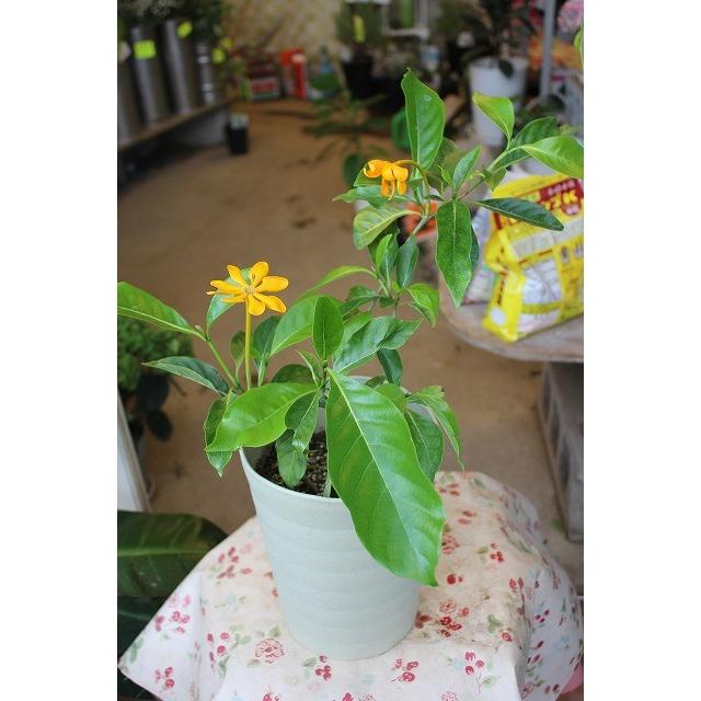 ゴールデンガーデニア ５号鉢 Go Rudega Deniaf15 森農園ネットショップ 通販 Yahoo ショッピング