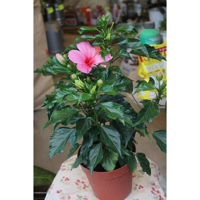 ハイビスカス 苗 苗木 鉢 サマーローズピンク 小輪系 ５号鉢 Haibisama Ro V35 森農園ネットショップ 通販 Yahoo ショッピング