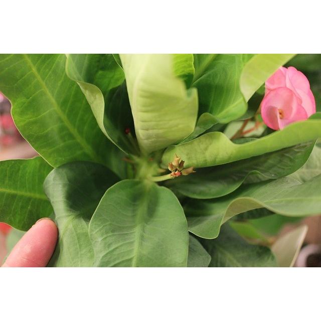 ハナキリン 花キリン ピンク A1 ５号鉢 現品 Hanakirint74 森農園ネットショップ 通販 Yahoo ショッピング