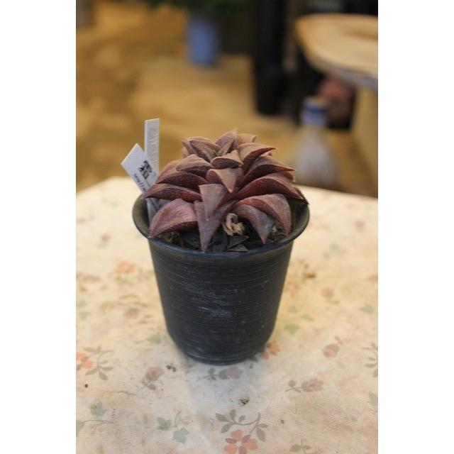 素敵な　ハオルチア（ハオルシア・多肉植物）　霜竜２号鉢 Aa12　現品