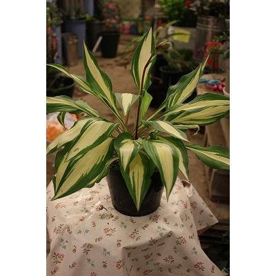 ホスタ ギボウシ チェリーベリー４ ５号鉢 Hosutache4 森農園ネットショップ 通販 Yahoo ショッピング