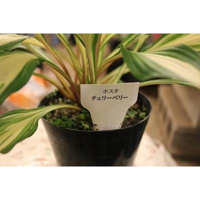 ホスタ ギボウシ チェリーベリー４ ５号鉢 Hosutache4 森農園ネットショップ 通販 Yahoo ショッピング