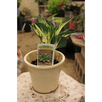 ホスタ ギボウシ スティング５号鉢 Hosutasthi5 森農園ネットショップ 通販 Yahoo ショッピング