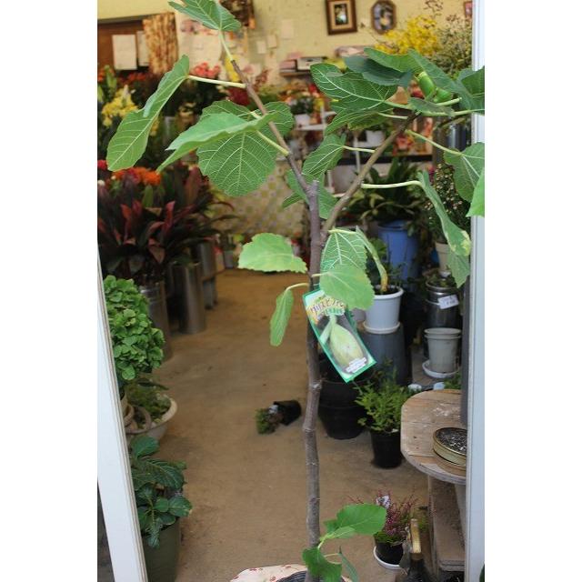 イチジク苗木 グリスビファレ４号鉢 Itijikugurisubivb04 森農園ネットショップ 通販 Yahoo ショッピング