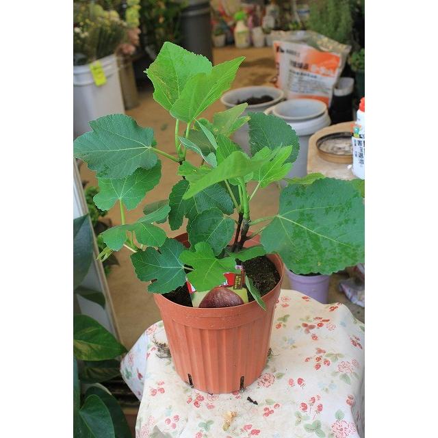 イチジク苗木 日本種 蓬莱柿 ６号鉢 Itijinitot65 森農園ネットショップ 通販 Yahoo ショッピング