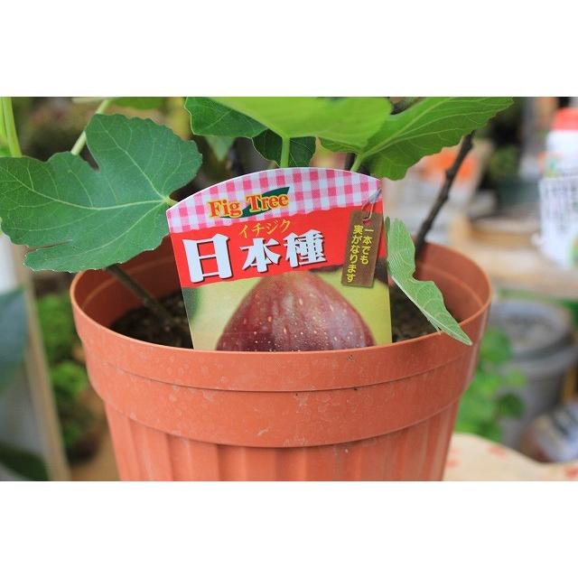 イチジク苗木 日本種 蓬莱柿 ６号鉢 Itijinitot65 森農園ネットショップ 通販 Yahoo ショッピング