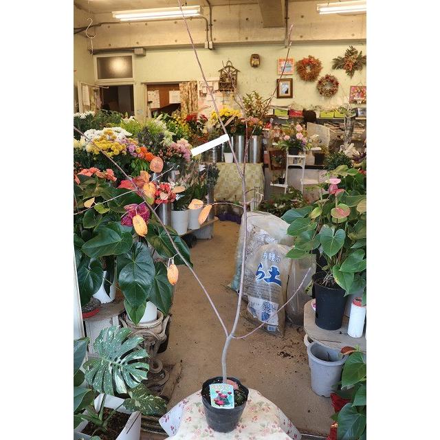 苗 苗木 ジューンベリー バレリーナ３ ５号ポット Jyu Nberi G73 森農園ネットショップ 通販 Yahoo ショッピング