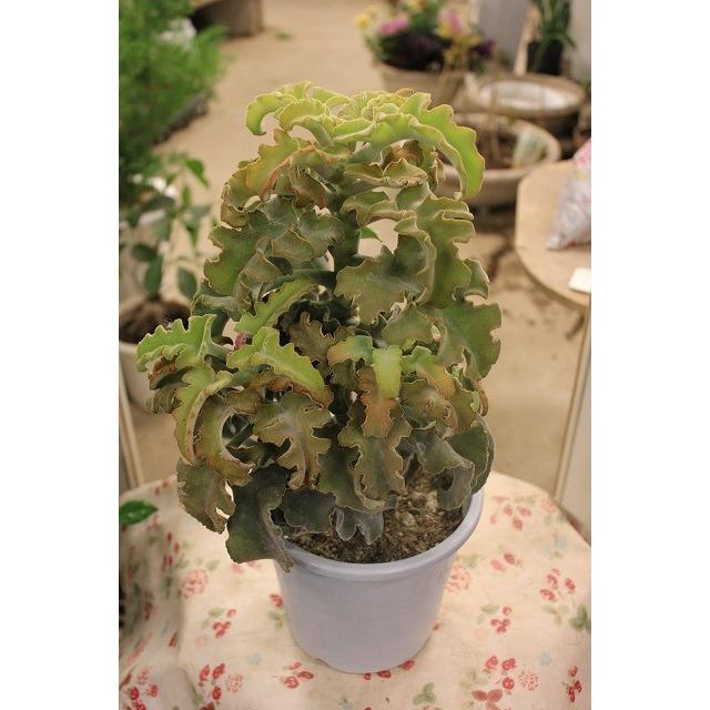 カランコエ 多肉植物 サボテン 仙女の舞５号鉢 Karankoesennyonofc85 森農園ネットショップ 通販 Yahoo ショッピング