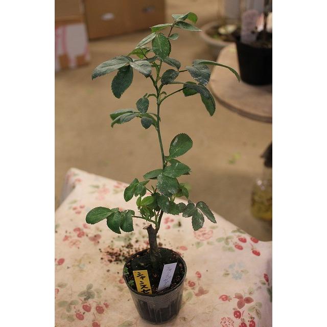 バラ苗 絞りが入らない事での返品交換不可 シャンスゼブラ4号 今井清