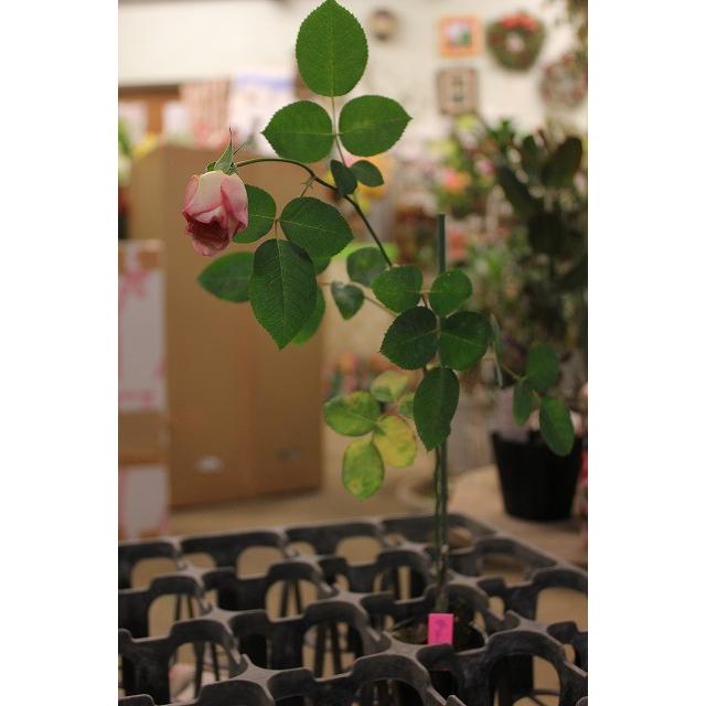 バラ苗 ティアユニーク4号 今井清作出 切り花品種接ぎ木（植え替えず