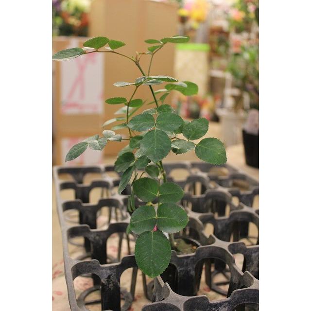 バラ苗 ティアユニーク4号 今井清作出 切り花品種接ぎ木（植え替えず
