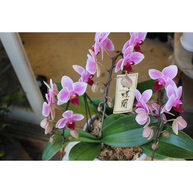 手数料安い 花苗 センニチコウ ラスベガス 混色 4号ポット 千日紅 わい性 耐暑性 ピンク ホワイト パープル