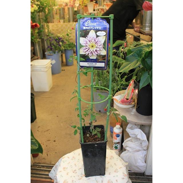 クレマチス ビエネッタ３ ５号深ポット ３年苗 Kuremabiene3 森農園ネットショップ 通販 Yahoo ショッピング