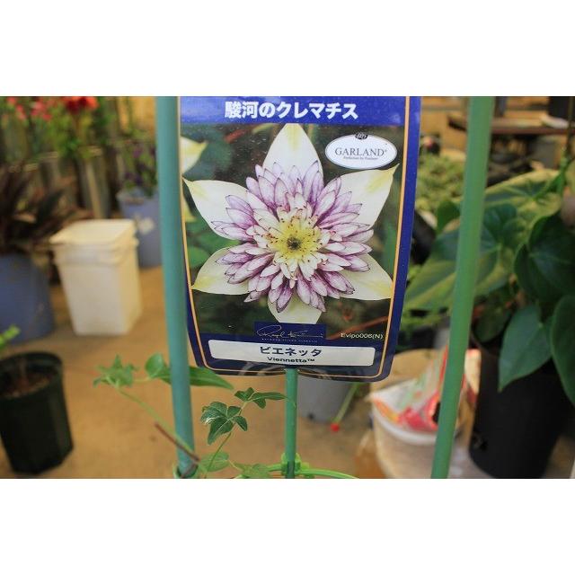 クレマチス ビエネッタ 挿し木幼苗 ポット付き Fodexpo Com Co