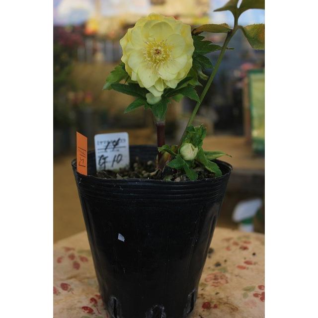 クリスマスローズ 開花株 ダブル ゴールド 濃い ａ127 4 5号ポット 現品 Www Generalpico Gov Ar