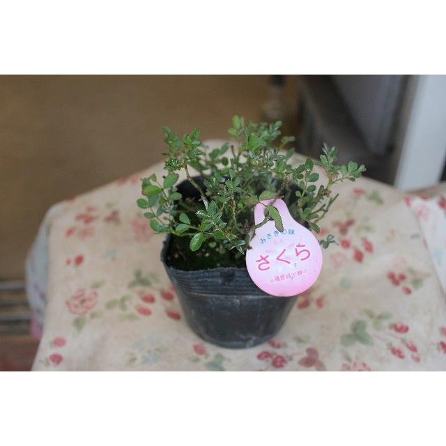 ミニバラ さくら4号ポット(登録品種 ラベルが付きます)1株 ミニバラ さくら4号ポット(登録品種 ラベルが付きます)1株