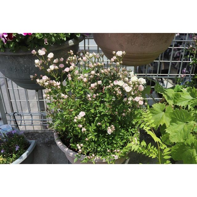 バラ苗 ミニバラ さくら ４号ロングポット 登録品種 Minibarasakurab93 森農園ネットショップ 通販 Yahoo ショッピング