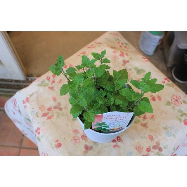 ミント ハーブ苗 ストロベリーミント３号鉢 Mintosutorow13 森農園ネットショップ 通販 Yahoo ショッピング