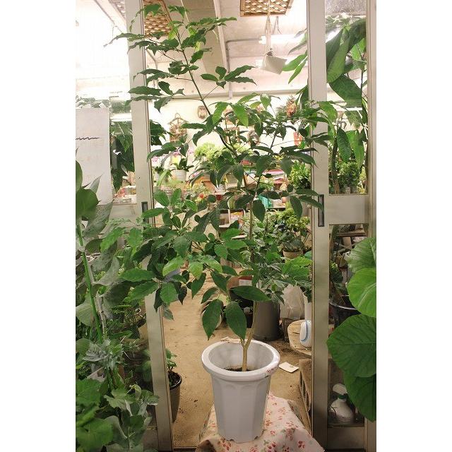 ノウゼンカズラ イペーブブラジル ８号鉢 現品 Nouzennkazuraipi Q78 森農園ネットショップ 通販 Yahoo ショッピング