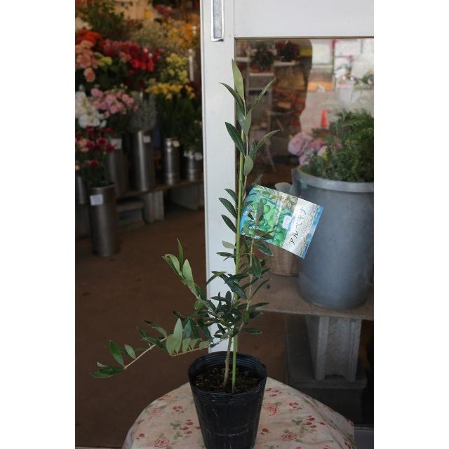 ２１オリーブの木 オリーブ苗木 苗 お好きな番号を選んでご要望欄にご記載 アルベキナ ４号深ポット Ori Arubeh44 森農園ネットショップ 通販 Yahoo ショッピング