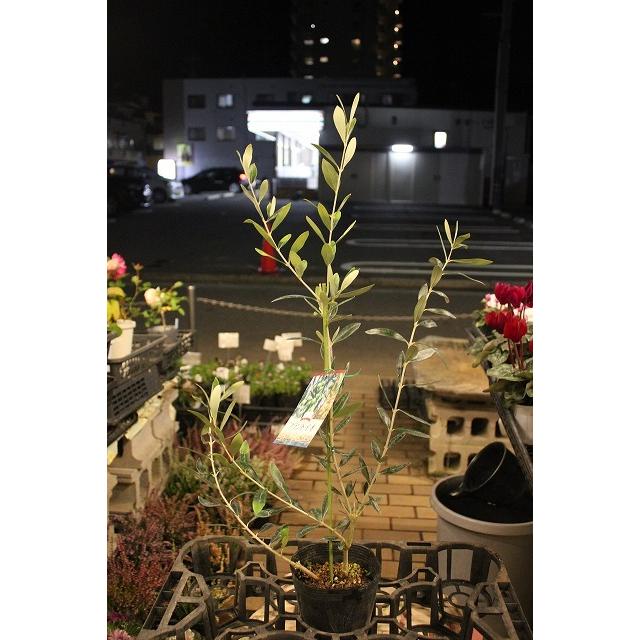 Seal限定商品 ２１オリーブの木 オリーブ苗木 苗 お好きな番号を選んでご要望欄にご記載 フラントイオ４号深ポット