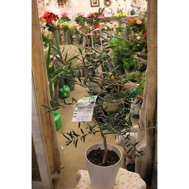 オリーブの木 オリーブ苗木 マウリーノ６号鉢 Ori Mauri R36 森農園ネットショップ 通販 Yahoo ショッピング