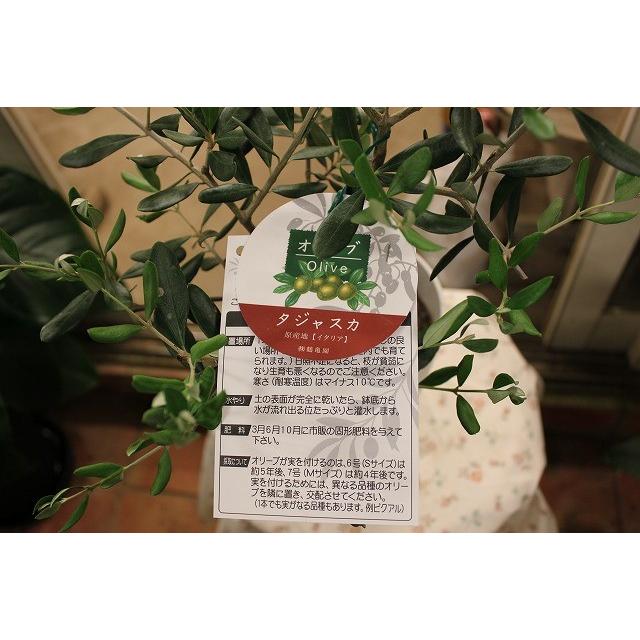 オリーブの木 タジャスカ５号鉢 ３年生 Ori Tajyao45 森農園ネットショップ 通販 Yahoo ショッピング
