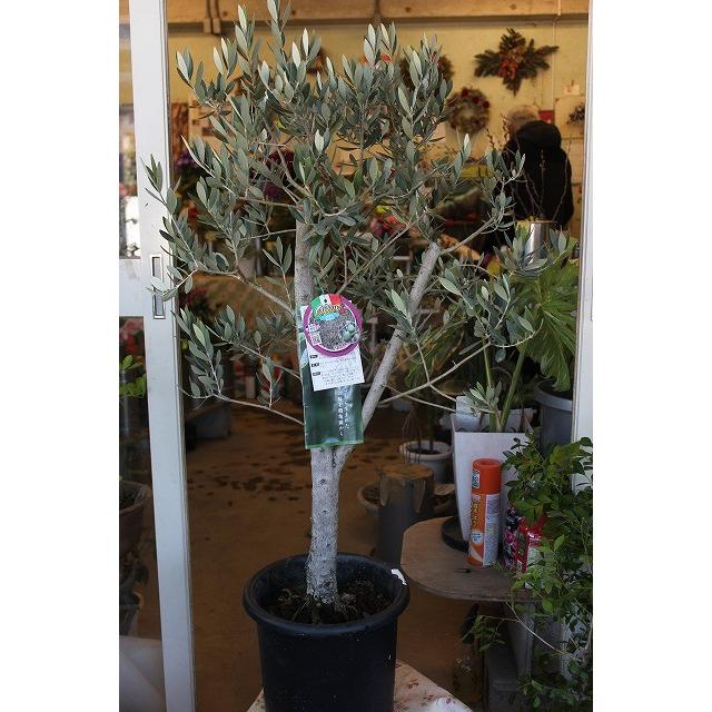 オリーブの木(オリーブ苗木）　ワラサ８号鉢