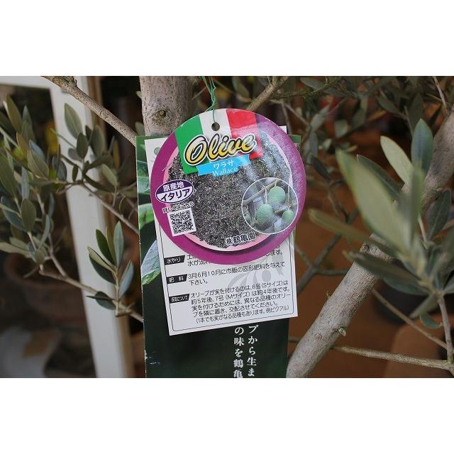 オリーブの木(オリーブ苗木）　ワラサ８号鉢 