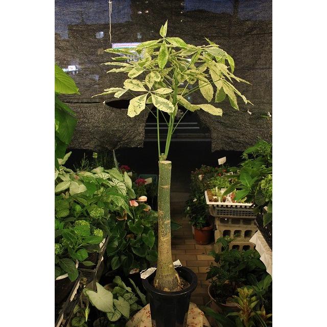 観葉植物 パキラ ミルキーウェイ ｐaａ１ ８号鉢ラッピング込 現品 Pakimirukio99 森農園ネットショップ 通販 Yahoo ショッピング