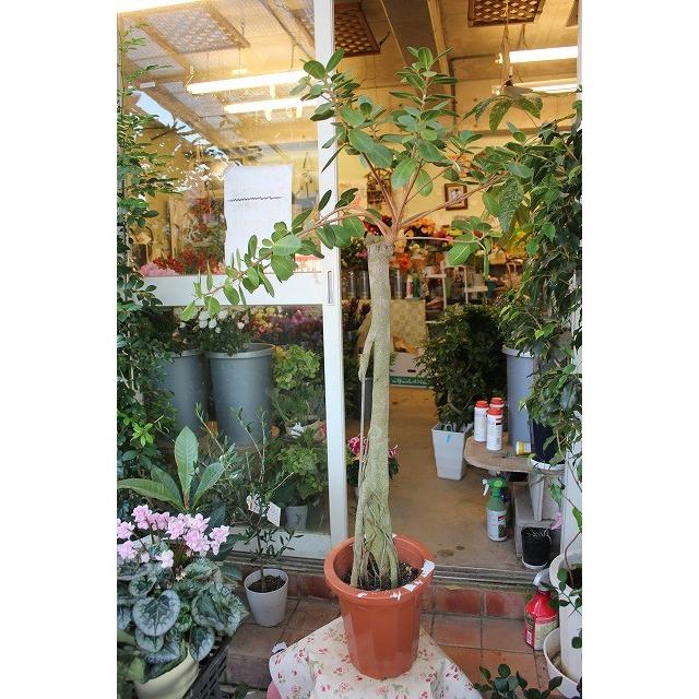 観葉植物 ガジュマル パンダガジュマル８号鉢 現品 Pandagajyuv008 森農園ネットショップ 通販 Yahoo ショッピング