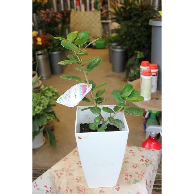 観葉植物 パンダガジュマル５号スクエアプラ鉢 現品ラッピング込 Pandagajyuvb5 森農園ネットショップ 通販 Yahoo ショッピング