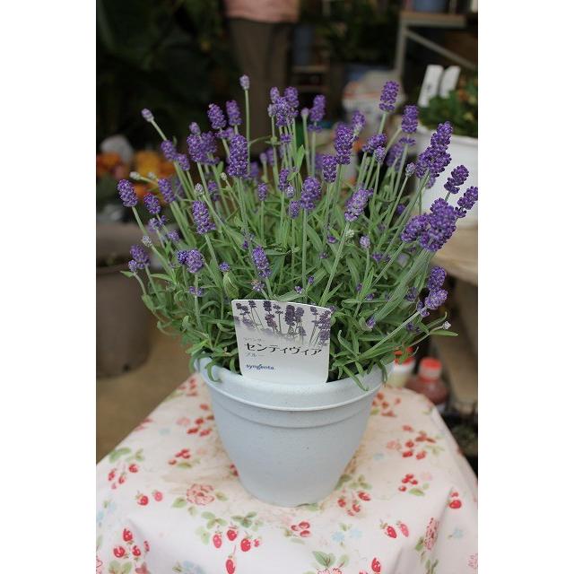 ラベンダー センティヴィア５号鉢ラッピング込 Rabensenthim15 森農園ネットショップ 通販 Yahoo ショッピング