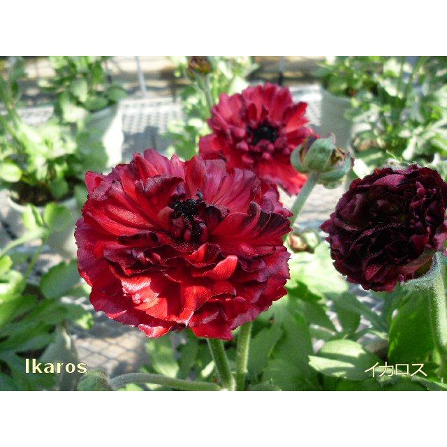 ラナンキュラス イカロスパープル3．5号ポット1株（苗 幾つでも同梱