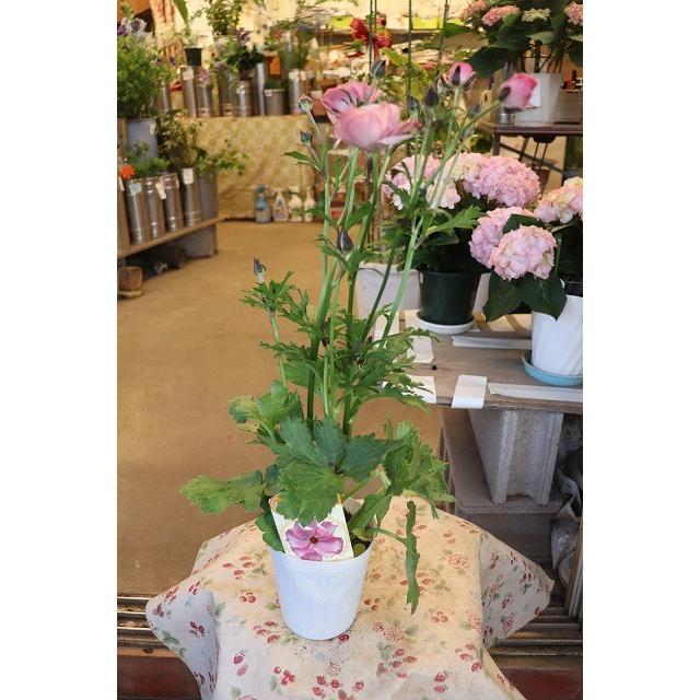 ラナンキュラス 苗 ラナンキュラス ラックス アウラ３ ５号ロングポット Ranaraltukuaurabh 森農園ネットショップ 通販 Yahoo ショッピング