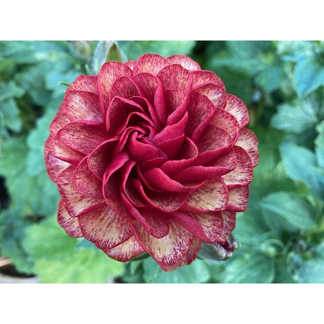 ラナンキュラス ランドセル サラセレネ ロクサス3．5号ポット1株