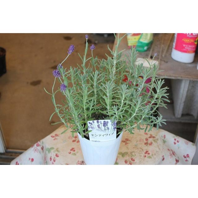 耐暑性四季咲き イングリッシュラベンダー ハーブ センティヴィアブルー ４号ロングポット Ravensenthibiq43 森農園ネットショップ 通販 Yahoo ショッピング