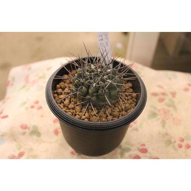 サボテン　Gymnocalycium 二グラム（大型タイプ）３．５号鉢｜morinouen-store