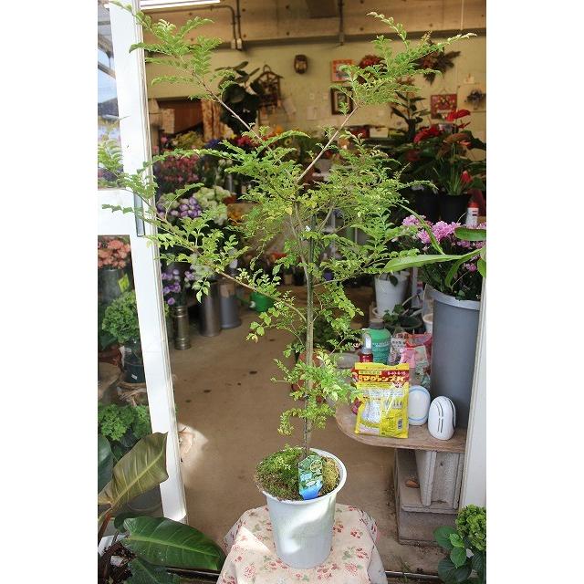 観葉植物 トネリコ 斑入りシマトネリコ 天の川 登録品種 ６号鉢 Simatonerikog86 森農園ネットショップ 通販 Yahoo ショッピング
