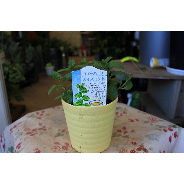 ミント ハーブ苗 スイスミント３号鉢 Suisumintoh73 森農園ネットショップ 通販 Yahoo ショッピング