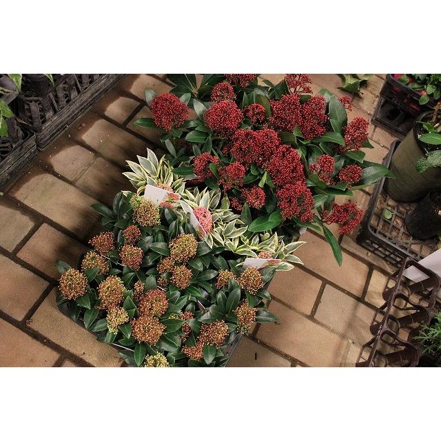 スキミア スキミア苗 マジックマルロー３号鉢ラッピング込 Sukimiamajiltukumaf 森農園ネットショップ 通販 Yahoo ショッピング