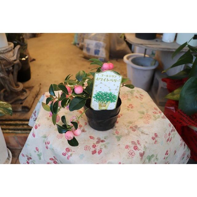 ゴールテリア チェッカーベリー 苗 ホワイトベリー Tyeltuka Beri Gc73 森農園ネットショップ 通販 Yahoo ショッピング